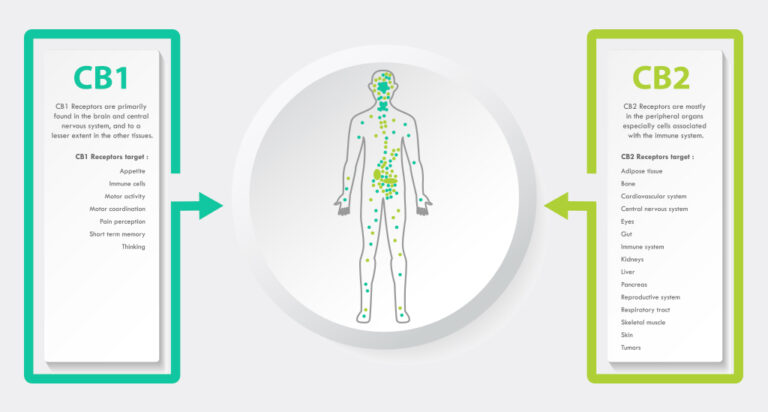 What Is The Endocannabinoid System? | Little Green Pharma